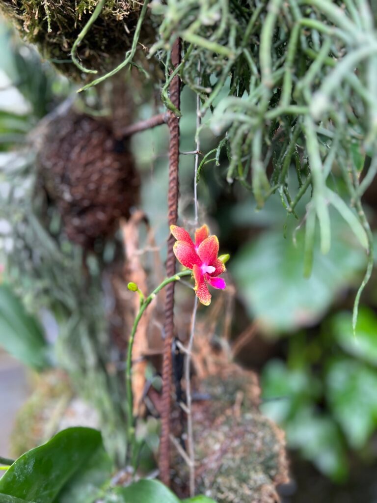 Ocean-Orchids-Dobrovnik
