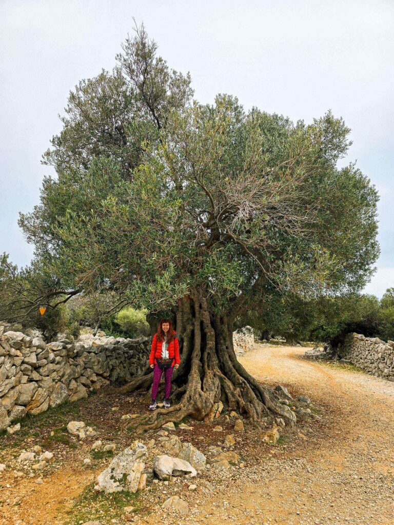 lunjski_maslinici_pag