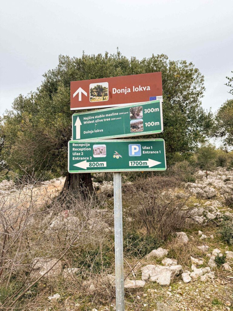 lunjski_maslinici_pag