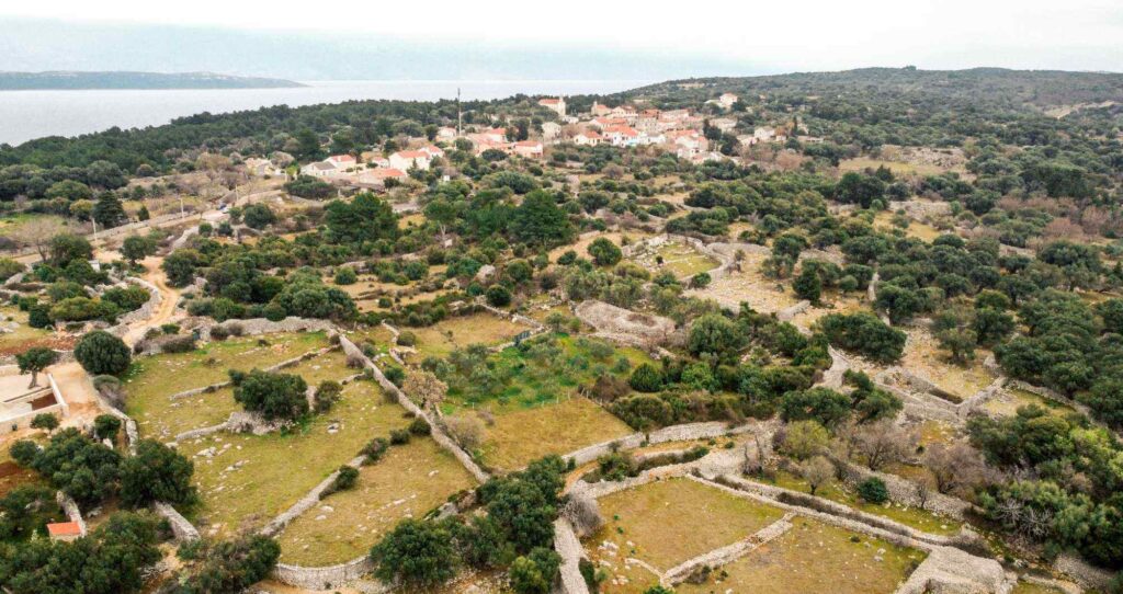 lunjski_maslinici_pag