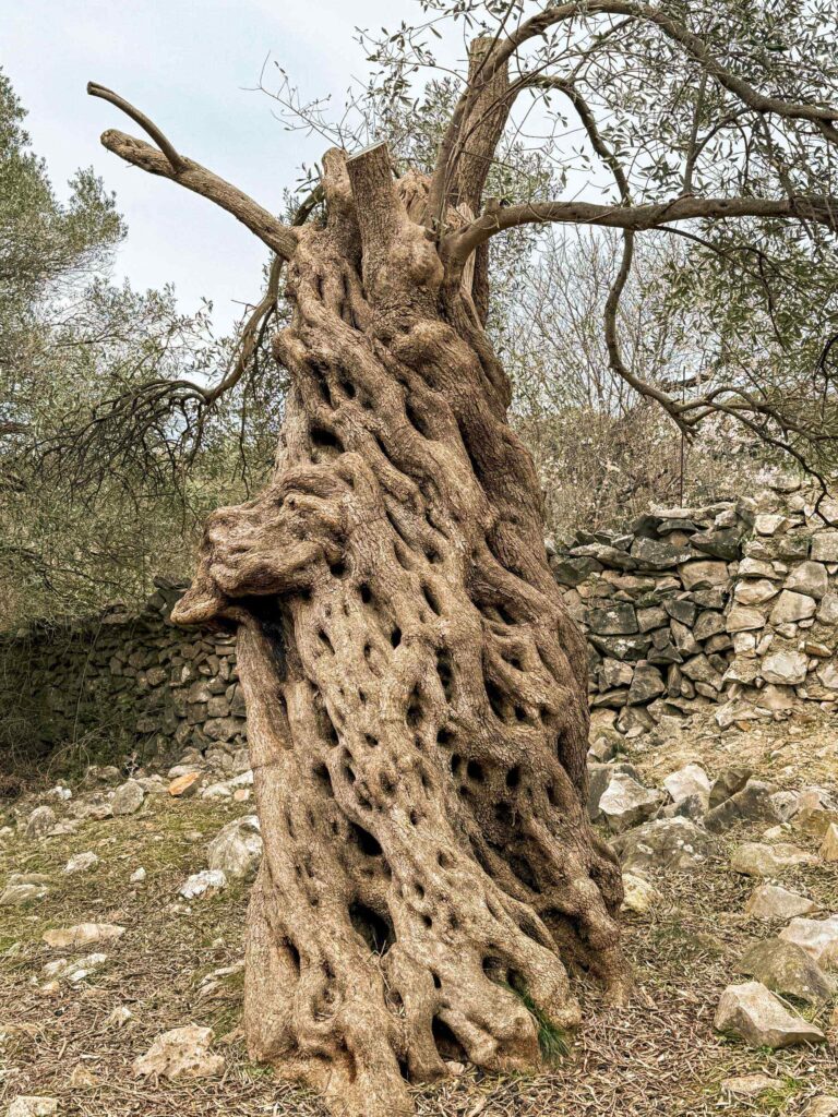 lunjski_maslinici_pag