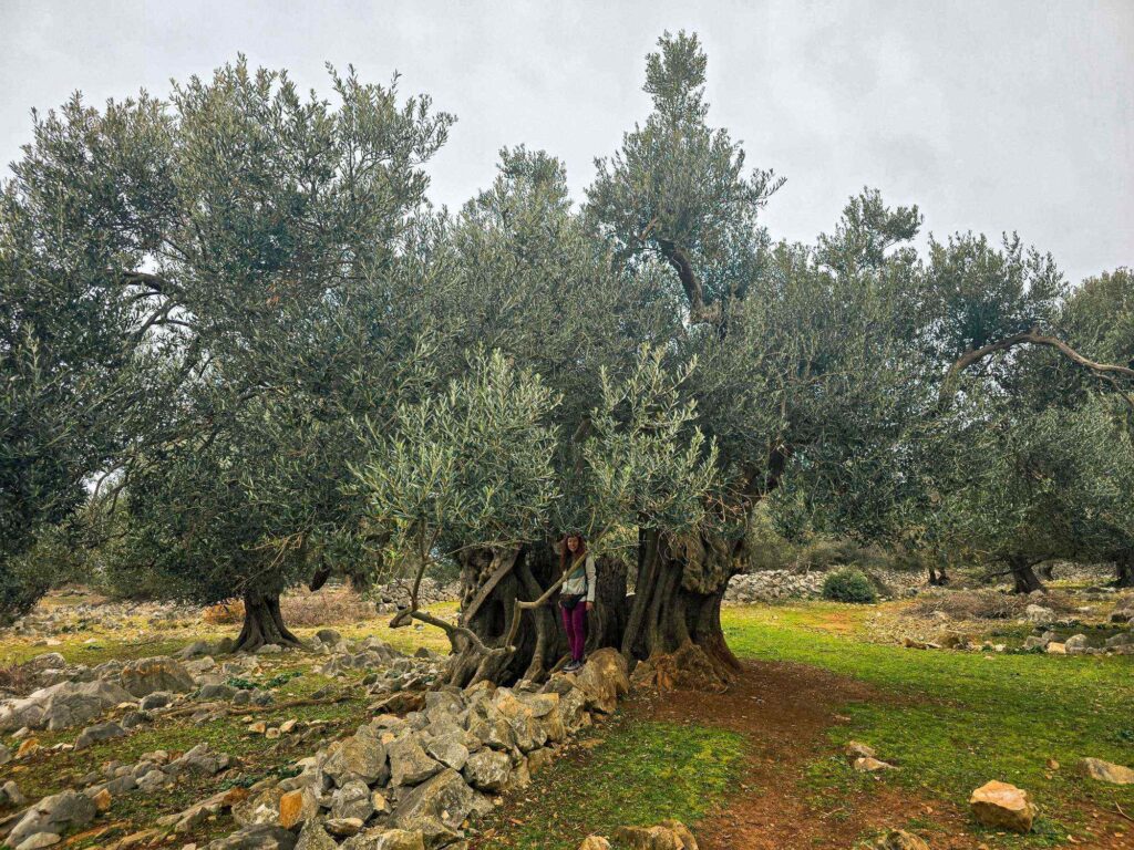 lunjski_maslinici_pag