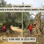 lunjski_maslinici_pag