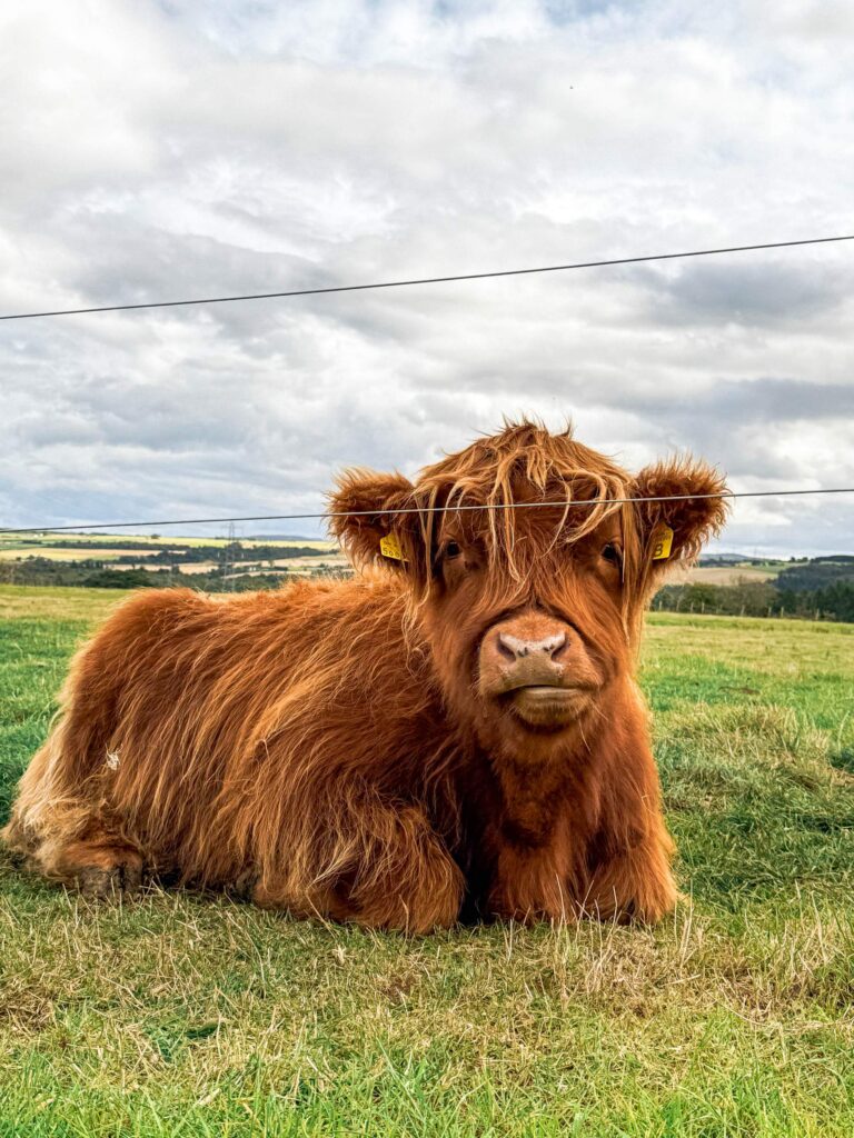 skotska_roadtrip_zivotinje_highland_krave