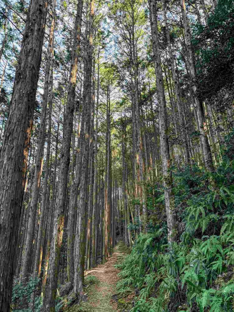 japan_kumano_kodo