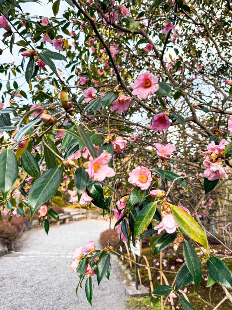 japan_kyoto_
