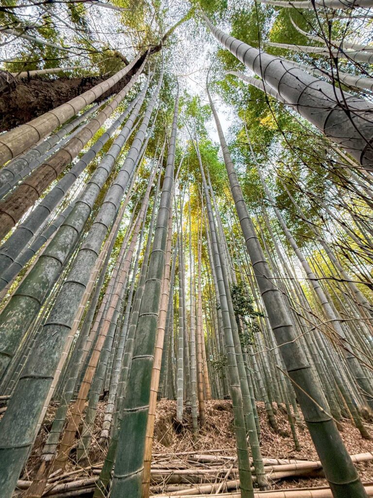 japan_kyoto_