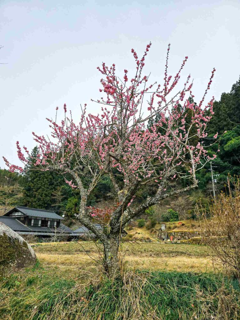 japan_nakasendo_trail