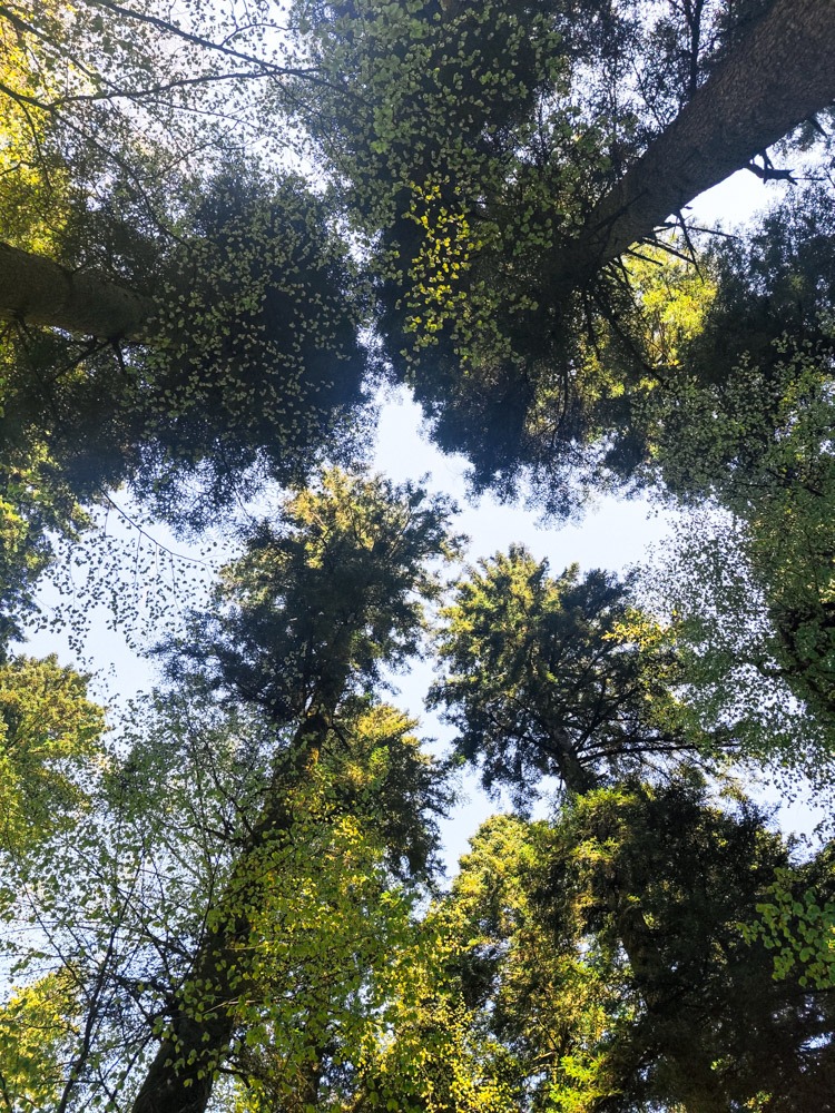 poucna_staza_leska_obnova1