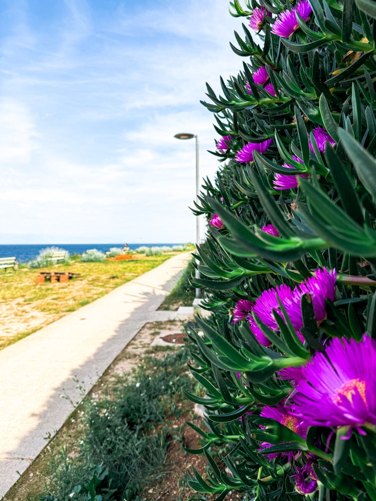 otok_losinj1