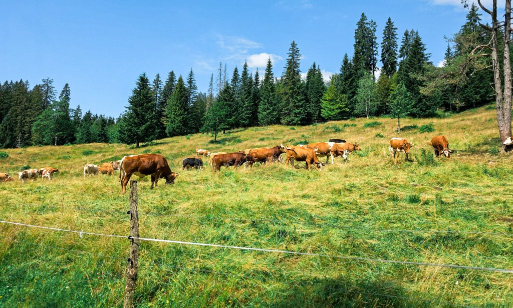 slovenija_pokljuka_zajamniki