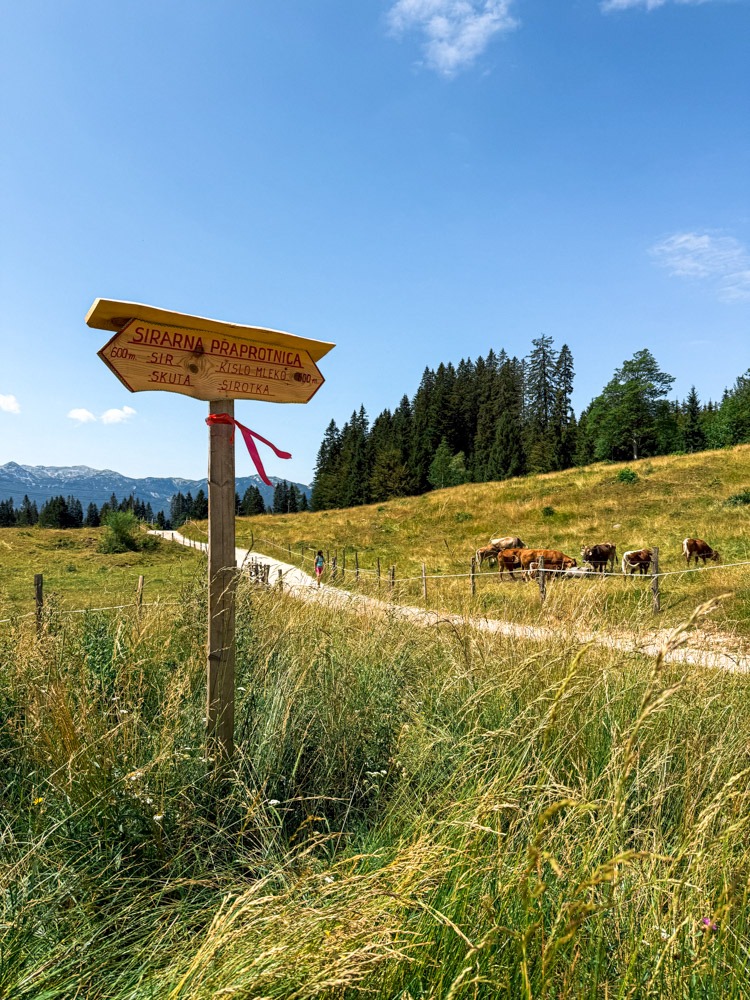 slovenija_pokljuka_zajamniki