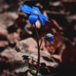 lupus_dnevnik-