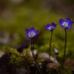 lupus_dnevnik-
